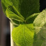 Mojito mit frischer Minze